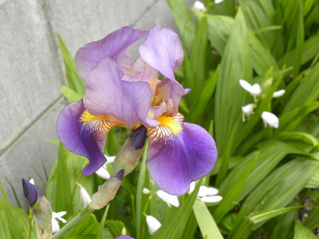w Iris germanica  